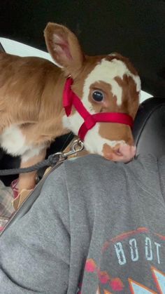 a small brown and white calf wearing a red harness on it's head in the back seat of a car