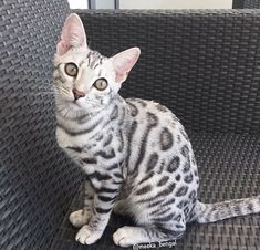 a cat sitting on top of a wicker chair