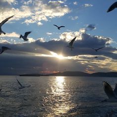 seagulls flying over the ocean at sunset with clouds in the sky and water