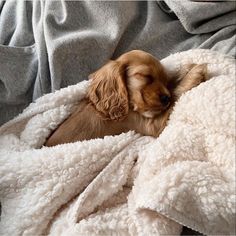 a small brown dog laying on top of a blanket