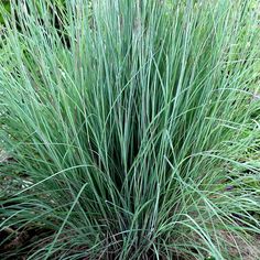 some very pretty green plants in the grass