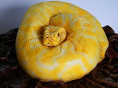 an odd looking stuffed animal sitting in the middle of a pumpkin