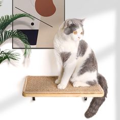 a gray and white cat sitting on top of a wooden shelf next to a potted plant