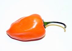 an orange bell pepper on a white background