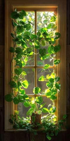 a window that has some plants growing out of the windowsills in front of it