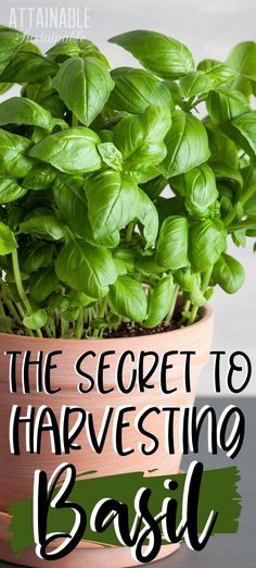 a potted basil plant with the words, the secret to harvesting basil