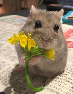 a hamster is holding a yellow flower in its mouth