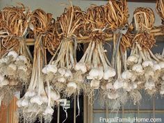 several bundles of garlic hanging from the ceiling in front of a window with roots growing out of them