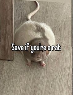 a white rat sitting on top of a wooden floor next to a door with the caption save if you're a rat