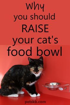 a black and white cat sitting on top of a red table next to a bowl