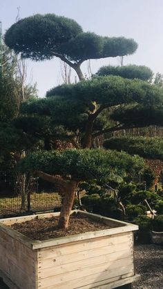 a bonsai tree in a wooden box on gravel ground with other trees behind it