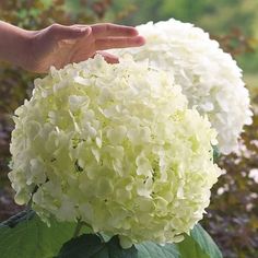 a hand reaching for a white flower on top of a green plant