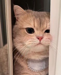 a cat is peeking out from behind the door frame with its eyes wide open and looking at the camera