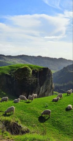 many sheep are grazing on the grass in front of a rock face and mountain range