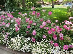 pink and white flowers are in the middle of a flower bed with green grass behind it