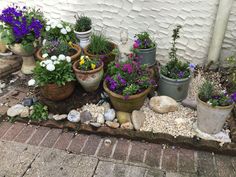 many potted plants and rocks on the ground