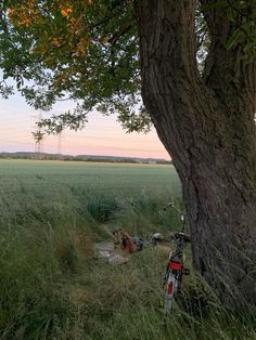 a bike parked next to a tree in a field