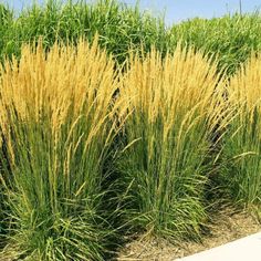 Calamagrostis x acutiflora Karl Foerster, Feather Reed Grass Calamagrostis Karl Foerster, Deer Resistant Shrubs, Feather Reed Grass, Shrubs For Privacy, Deer Resistant Perennials, Long Blooming Perennials, Air Cleaning Plants