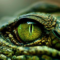 the eye of an alligator's head is reflected in it's green eyes