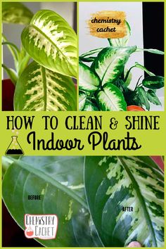 how to clean and shine indoor plants