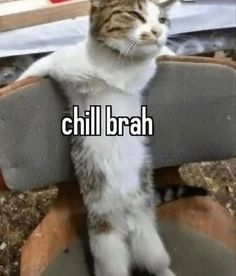 a cat sitting on top of a chair with the caption'chill brah '