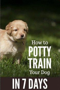 a puppy standing in the grass with text overlaying how to potty train your dog in 7 days