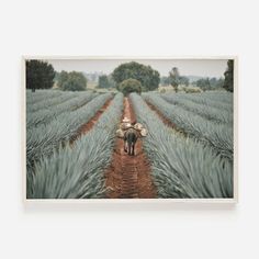 a man walking down a dirt road next to a pineapple field filled with lots of green trees