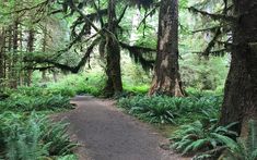 a path in the middle of a forest with lots of trees and ferns on both sides