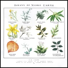 an illustration of different types of plants and flowers on a white background with the words rottany of middle earth