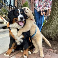 two dogs that are sitting next to each other on the sidewalk and one is holding another dog