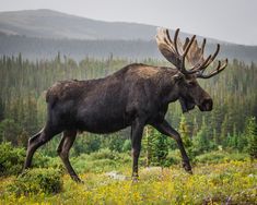 a moose walking across a lush green forest covered in reindeer's antelope