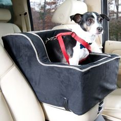 a dog sitting in the back seat of a car wearing a red leash and harness