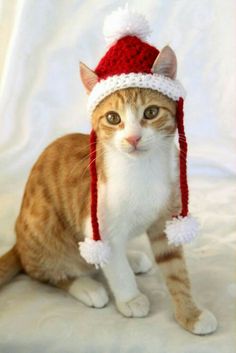 an orange and white cat wearing a santa hat