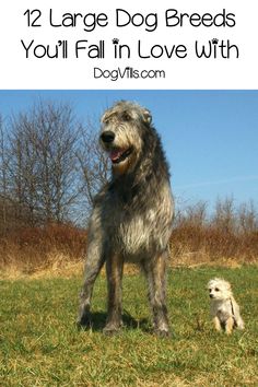 a large dog standing next to a small dog on top of a grass covered field