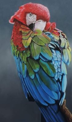 a painting of a colorful parrot perched on a branch in front of a dark background