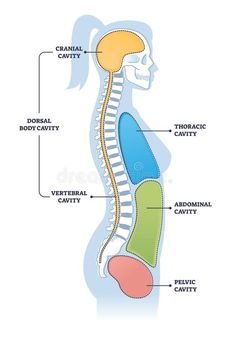 the anatomy of the human body and its major organs, including the neck, chest, thor