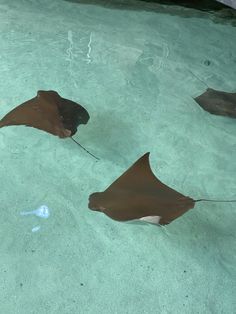 two brown and white sting rays swimming in water