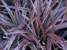 closeup of purple and green plants with red tips in the center, on dark background