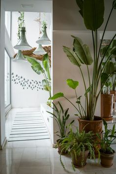 some plants are sitting on the floor in front of a white wall and two hanging lights