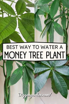 Learn how to water a Money Tree properly by recognizing the signs it needs hydration, including tips for Money Plant in Water, Money Plant Indoor care, and Money Tree Plant Care. Stay on top of Money Plant Care, Pachira Money Tree, and Easy Care Indoor Plants like Pachira Aquatica. Money Tree Care Indoor, How To Care For A Money Tree Plant, Chinese Money Plant In Water, Money Tree Care, Money Tree Ideas, Money Plant In Water, Ponytail Plant, Money Plant Indoor, Money Tree Plant Care