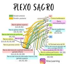 an image of the anatomy of a plexo sacro in spanish and english