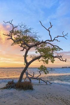 a lone tree on the beach at sunset