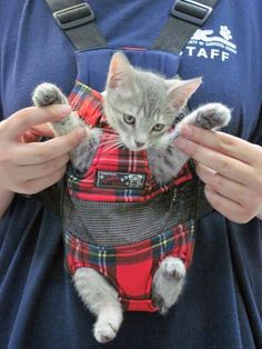 a person holding a small kitten in a red and black plaid backpack with one paw on it