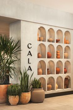 there are many potted plants on display in front of the wall that says cala