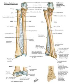 an image of the bones and their major skeletal structures, including the lower limb bone