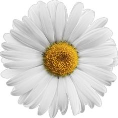 a white daisy with yellow center on a white background