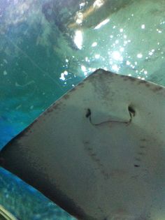 a manta ray swimming in the ocean