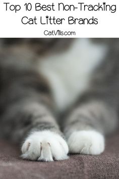 a gray and white cat laying on top of a bed next to the caption that says, top 10 best non - tracking cat litter brands