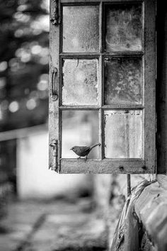 a small bird sitting on the window sill of an old building in black and white