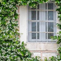 an old window covered in vines and flowers on a building's side, surrounded by greenery